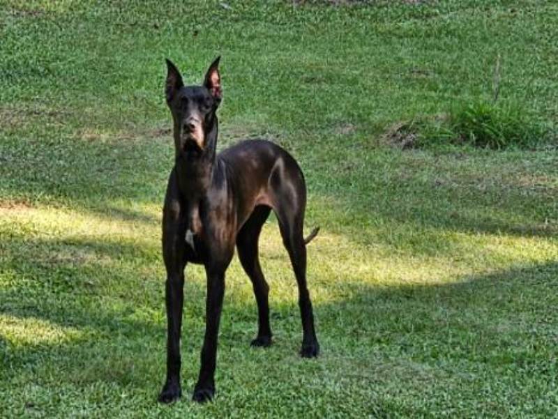 Black dog standing on grass