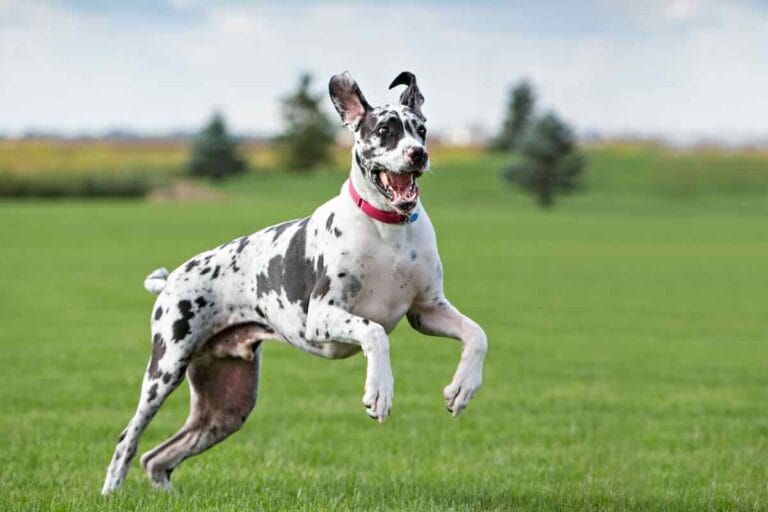 Black and white dog jumping in field.