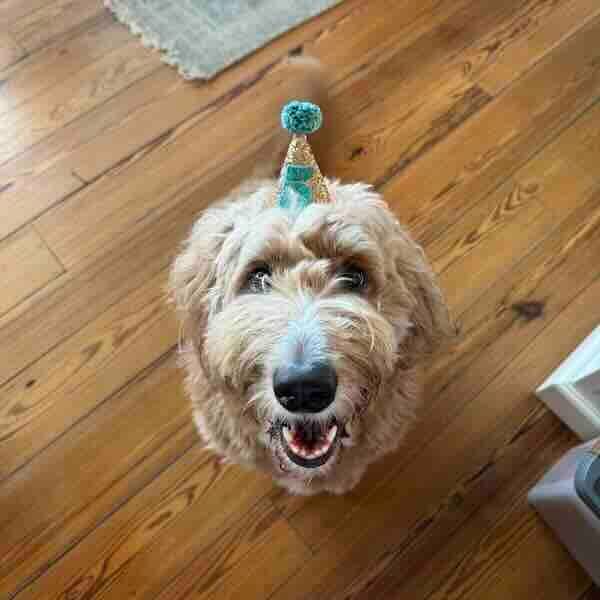 Chester Happy dog wearing a party hat indoors.