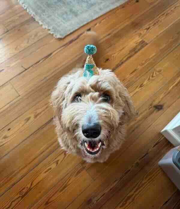 Happy dog wearing a party hat indoors.