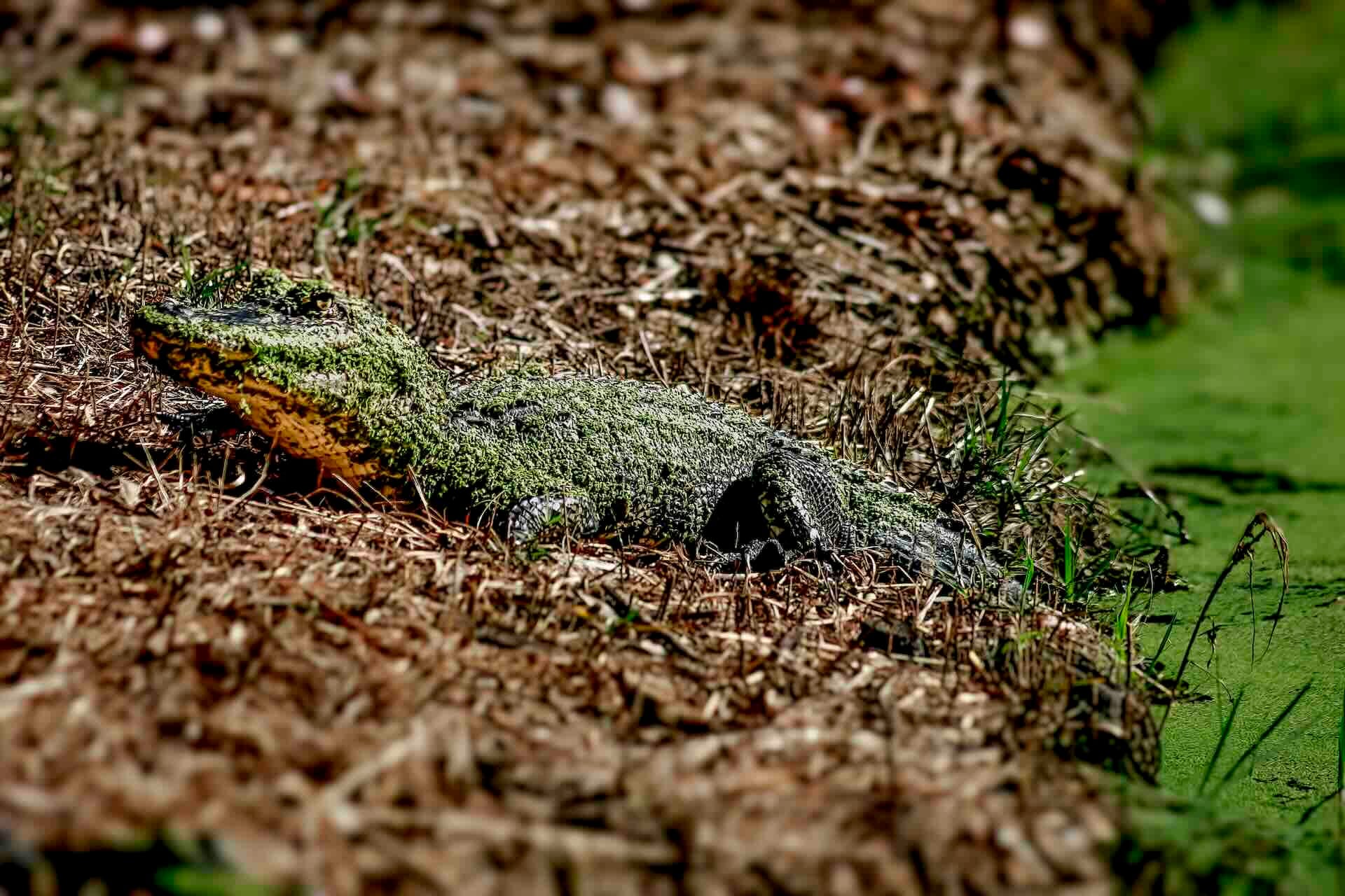 Alligator camouflaged on muddy riverbank