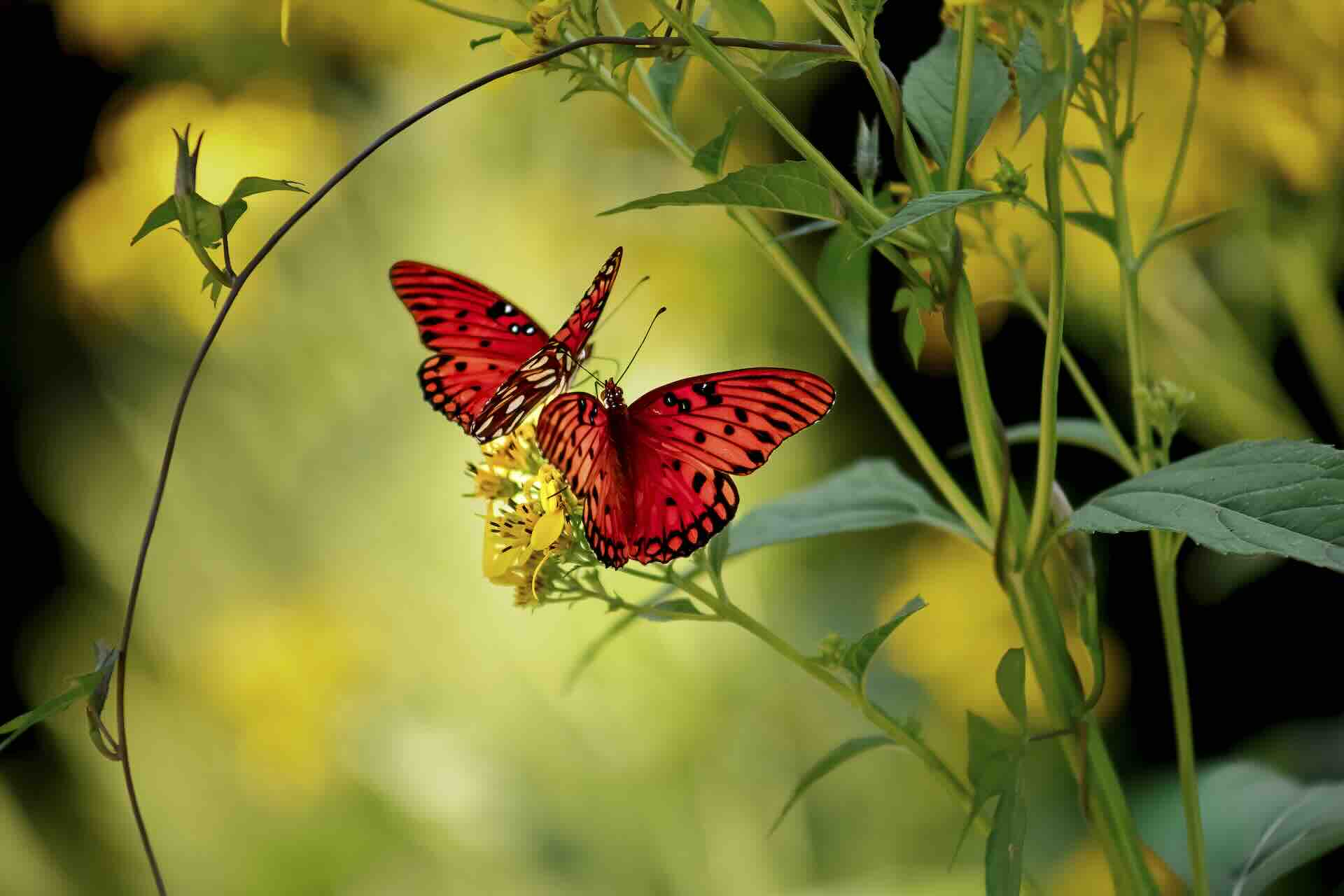 Two red butterflies on yellow flowers in garden.