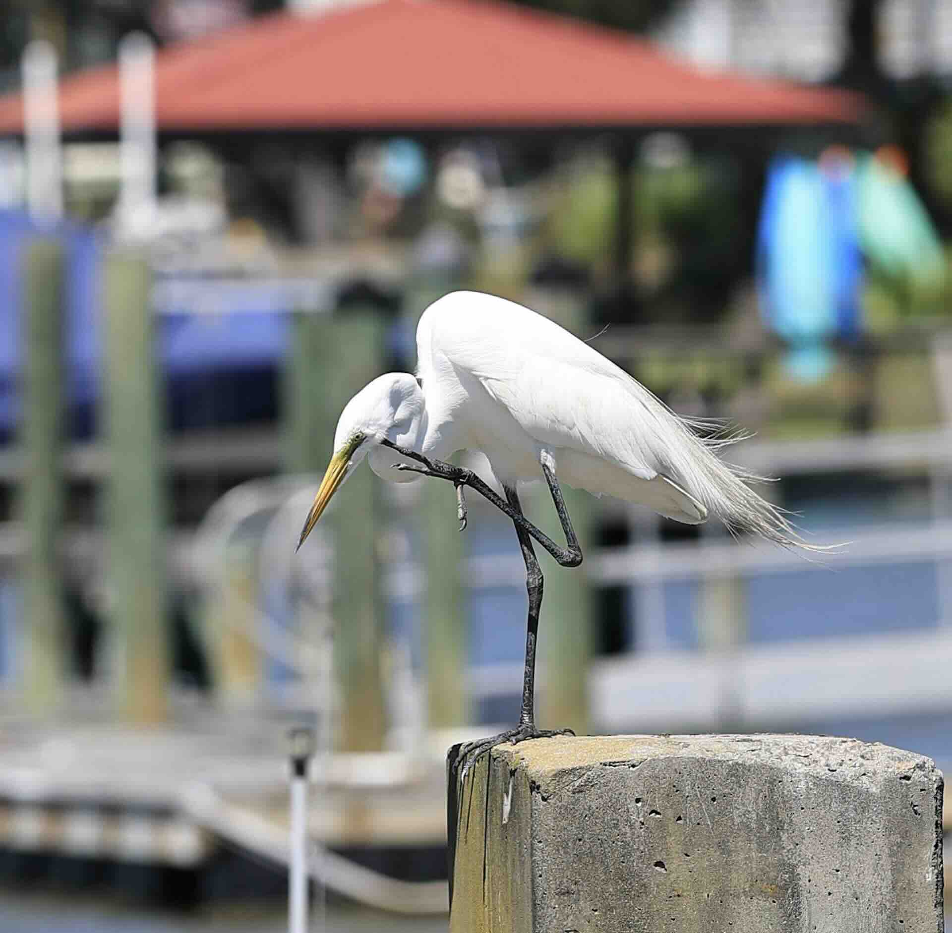White egret scratching on a waterfront post.