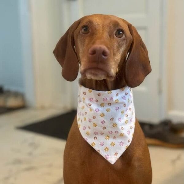Eloise Dog wearing floral bandana indoors.