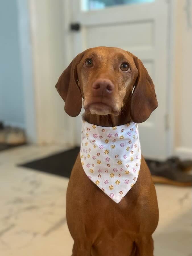 Dog wearing floral bandana indoors.