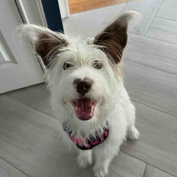 Gertie Chase Happy white dog with fluffy ears indoors.