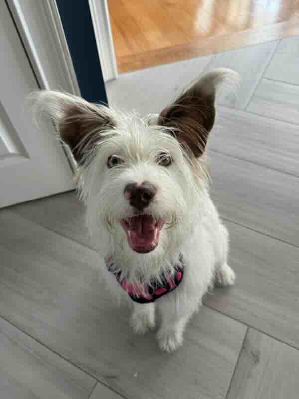 Happy white dog with fluffy ears indoors.