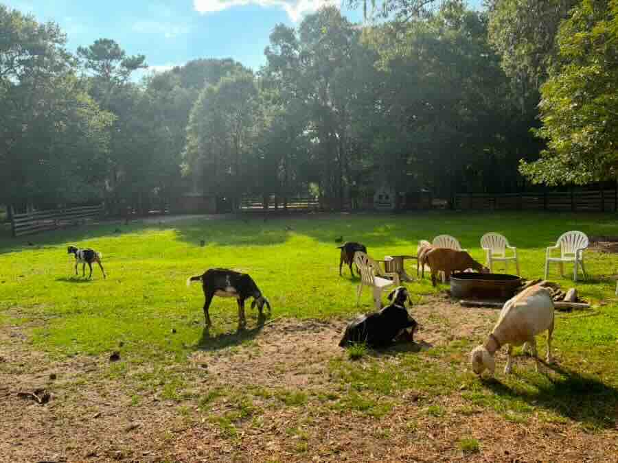 Goats grazing in sunny pasture with chairs nearby.