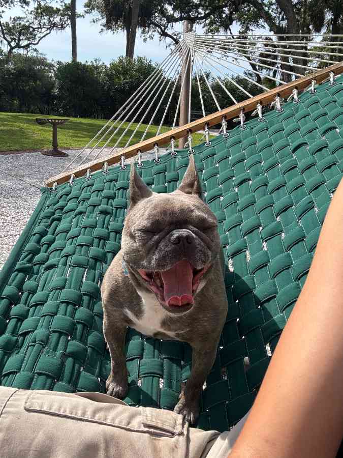 French bulldog yawning on green hammock outdoors.