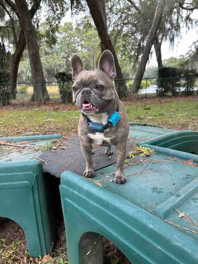 French Bulldog on plastic play structure outdoors.