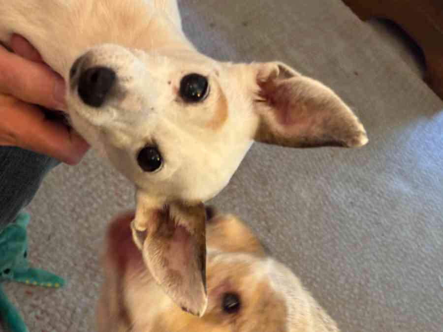 Two playful dogs on a carpet