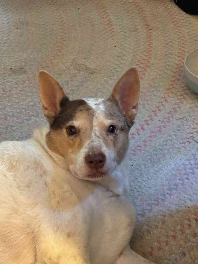 Spotted dog laying on patterned rug