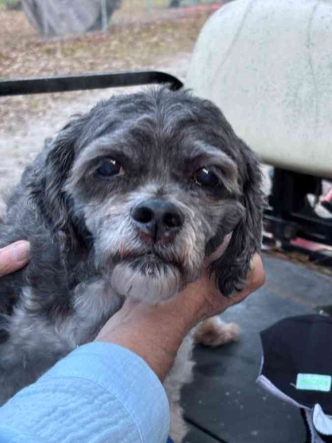 Cute gray dog with fluffy fur resting