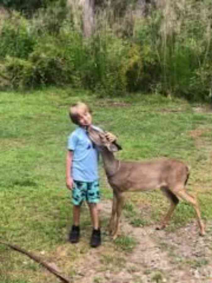 Child hugged by friendly deer in grassy area.