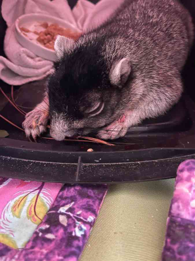 Sleeping squirrel on a colorful blanket with food nearby.