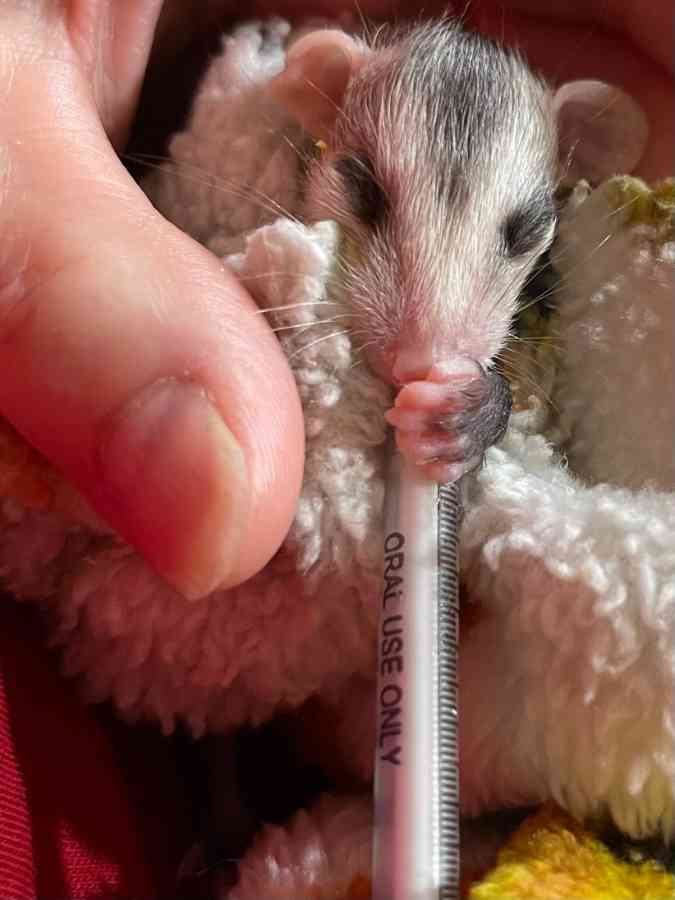 Baby opossum holding syringe for feeding.
