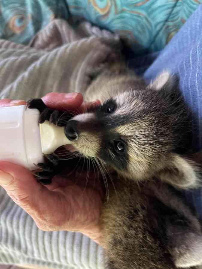 Baby raccoon drinking milk from a bottle.