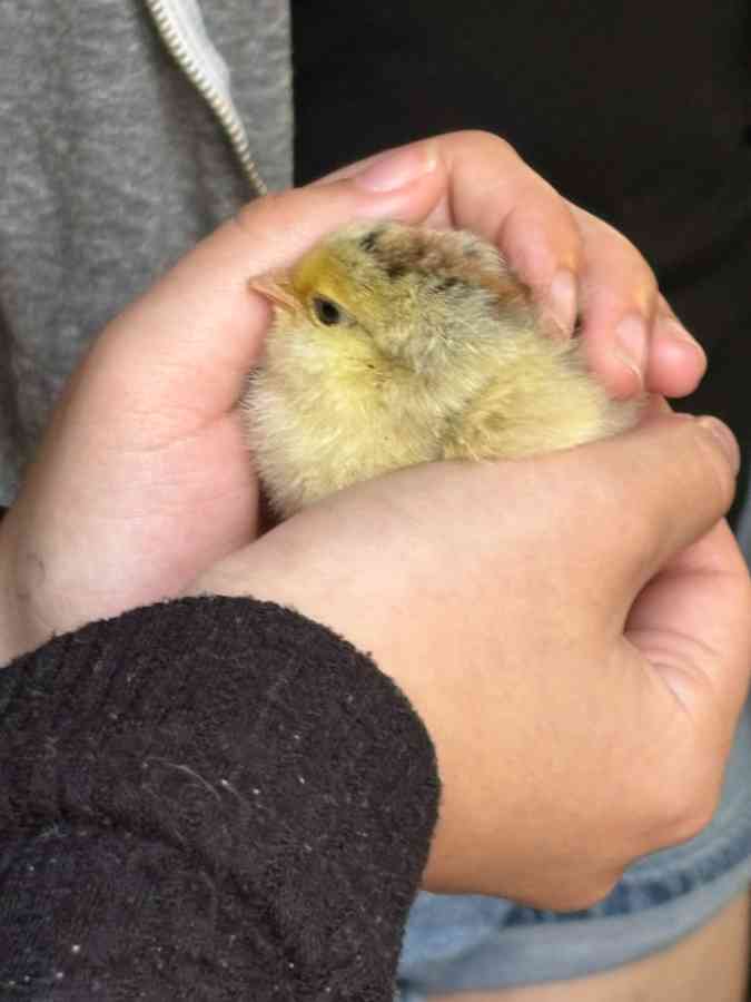 Person gently holding small yellow chick.