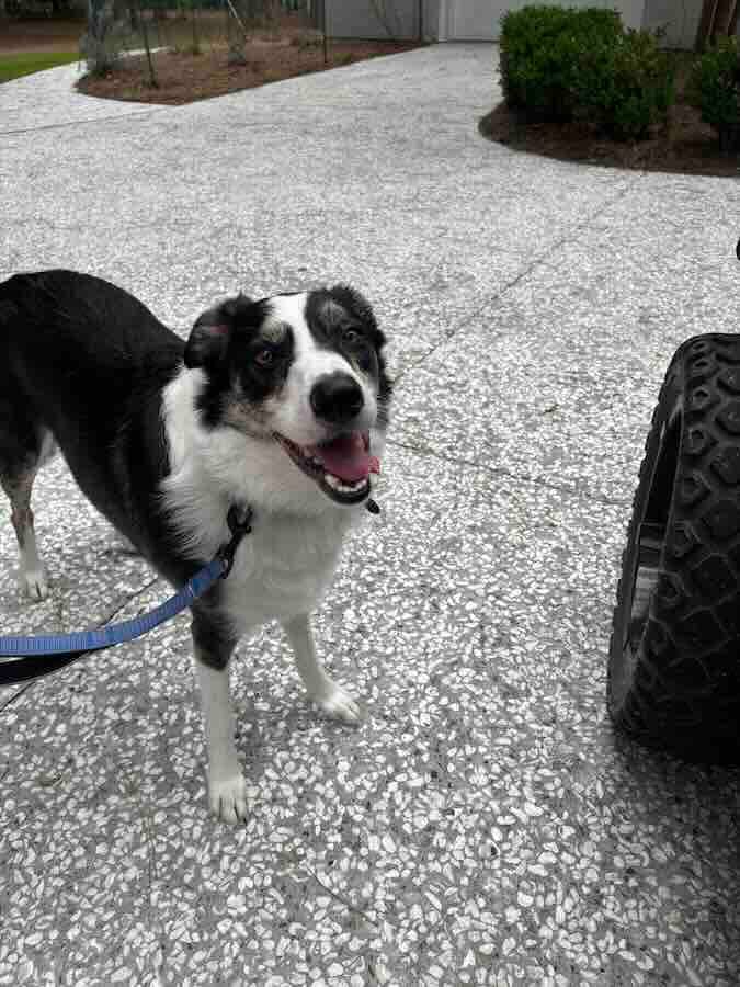 Happy dog on a leash outside.