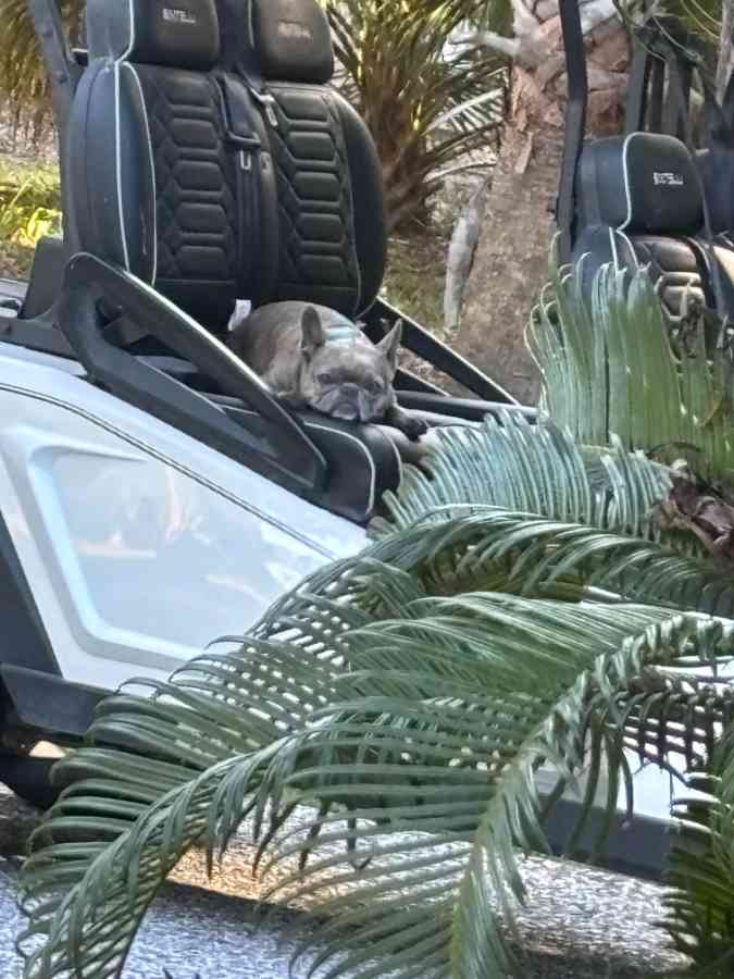 Dog resting on vehicle amid palm leaves.