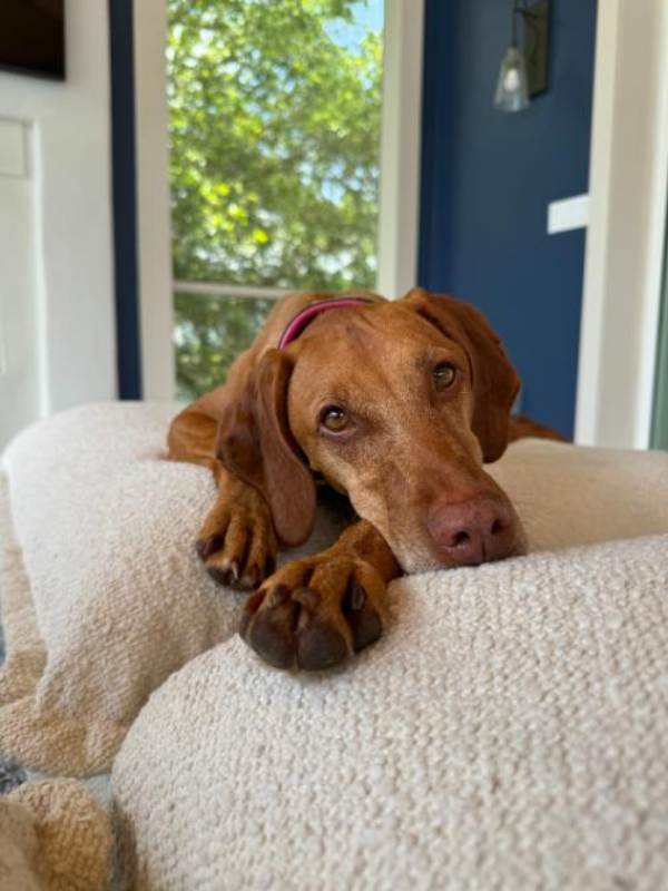 Brown dog resting on a cozy white blanket.