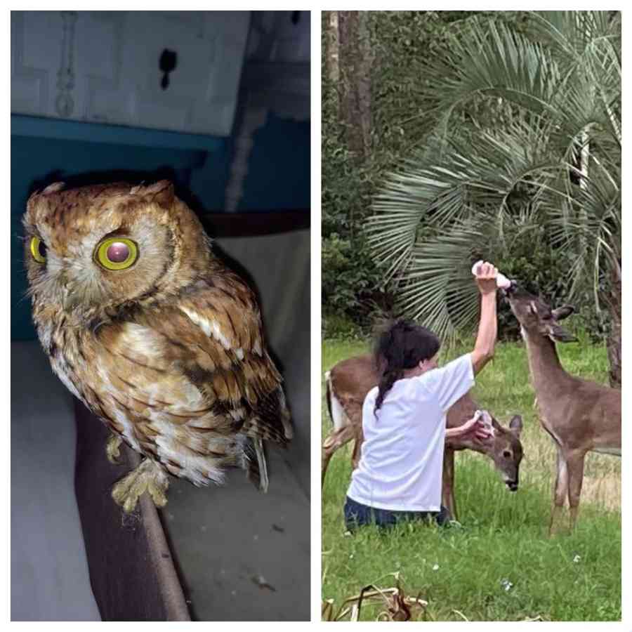 Owl indoors; person feeding deer outdoors.