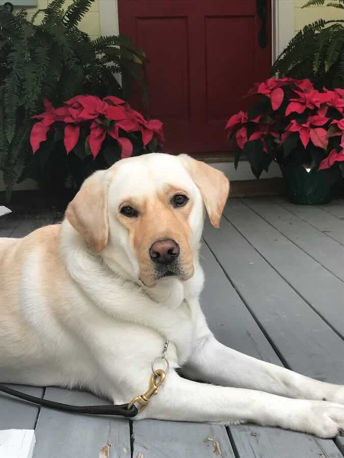 Yellow Labrador resting by red door, Christmas plants.