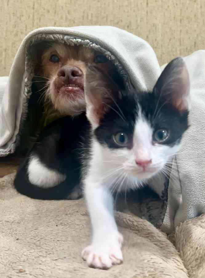 Cat and dog under blanket together.