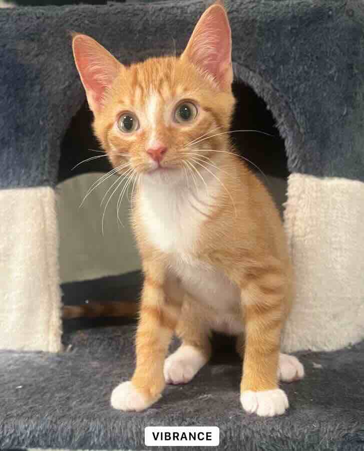 Orange kitten sitting in a cat tower.