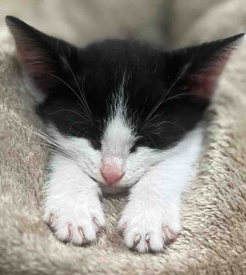 Sleeping black and white kitten on blanket