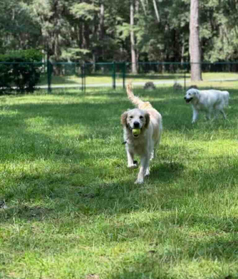 Dog playing with tennis ball in the park.