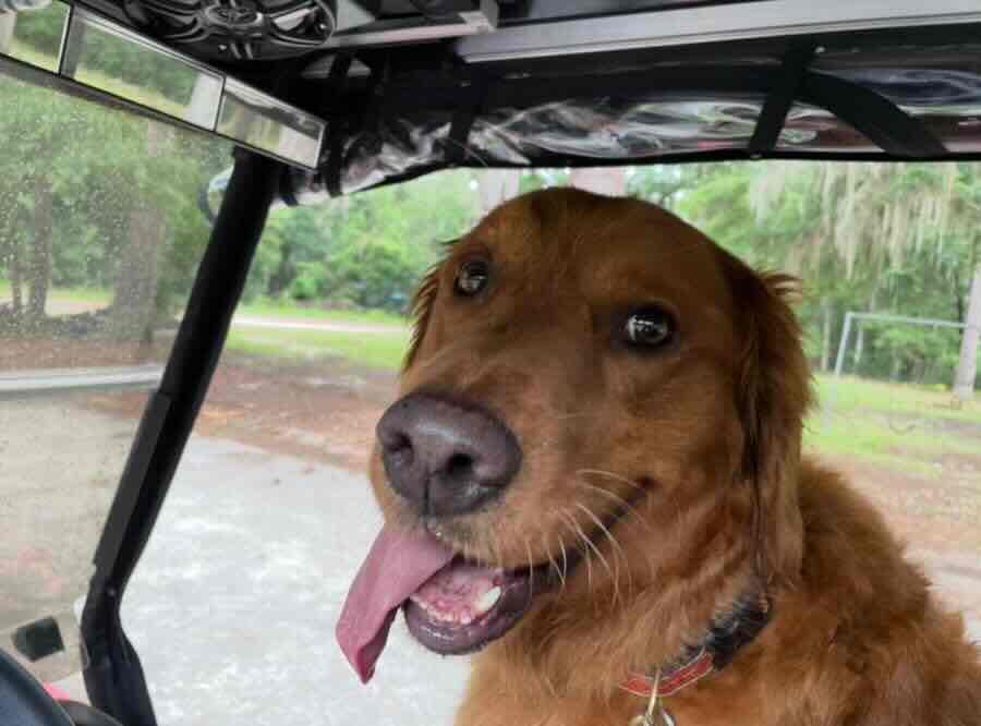 Happy brown dog riding in golf cart