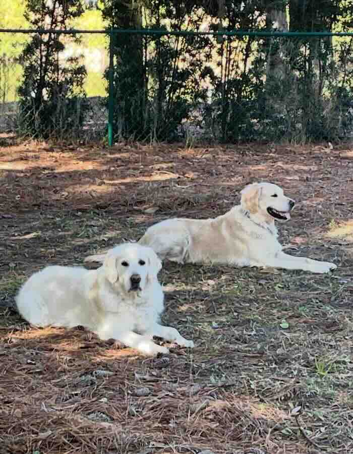 Two dogs relaxing on grass in a park.