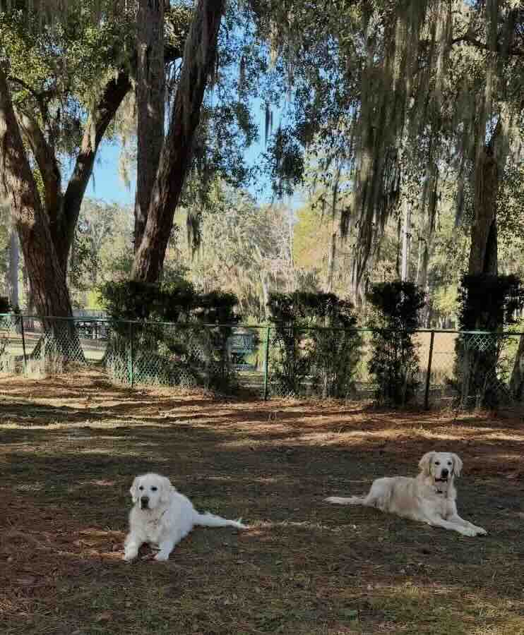 Two dogs resting under trees at park
