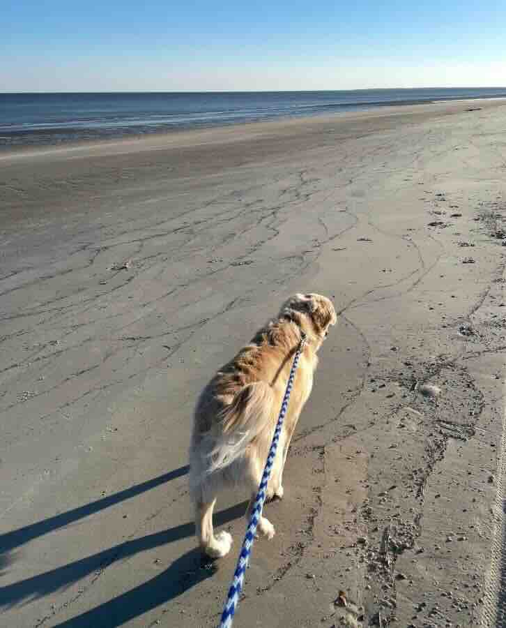 Dog on leash walking along sandy beach