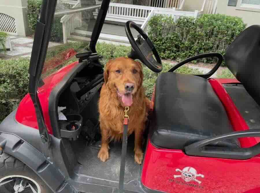 Dog sitting in red golf cart, tongue out.