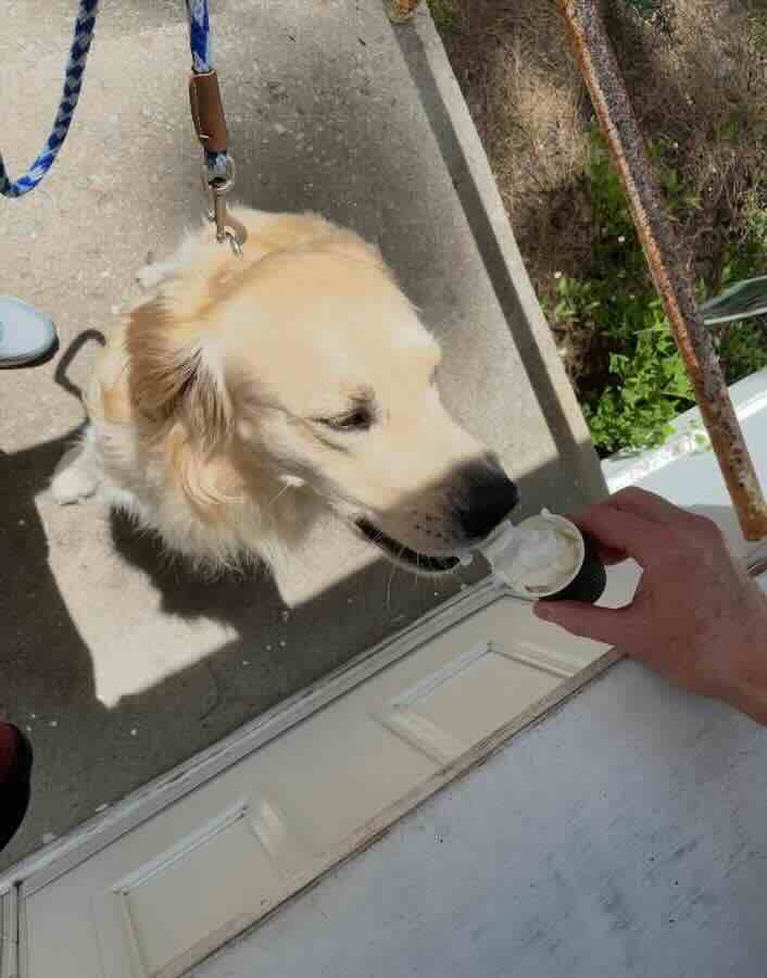 Golden retriever enjoying ice cream cone outdoors.