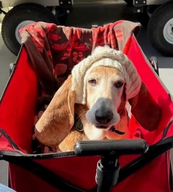 Dog in stroller wearing a knitted hat.