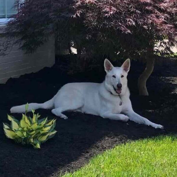 Maverick White dog relaxing under tree in garden
