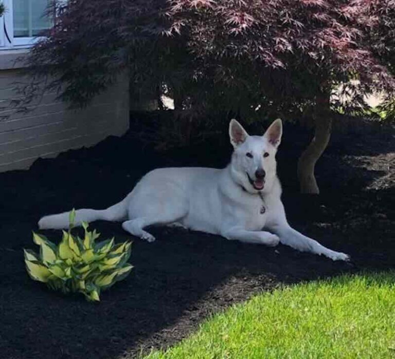 White dog relaxing under tree in garden