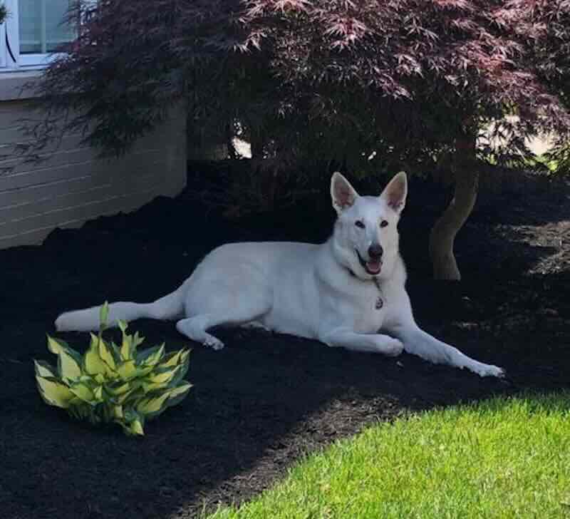 White dog relaxing under tree in garden