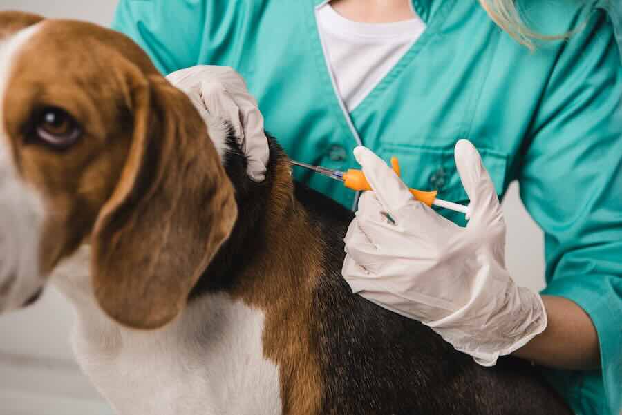 Veterinarian giving dog an ear injection