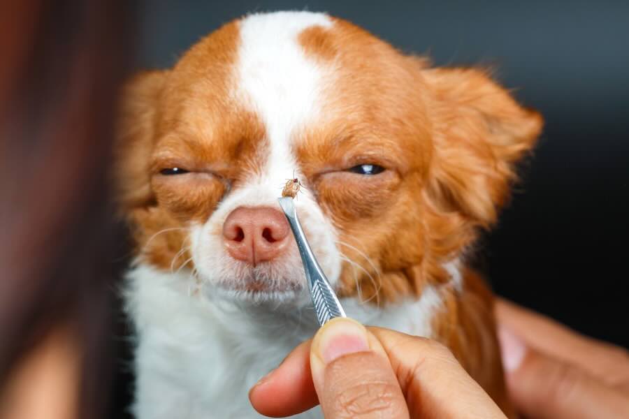 Removing tick from dog's face with tweezers.