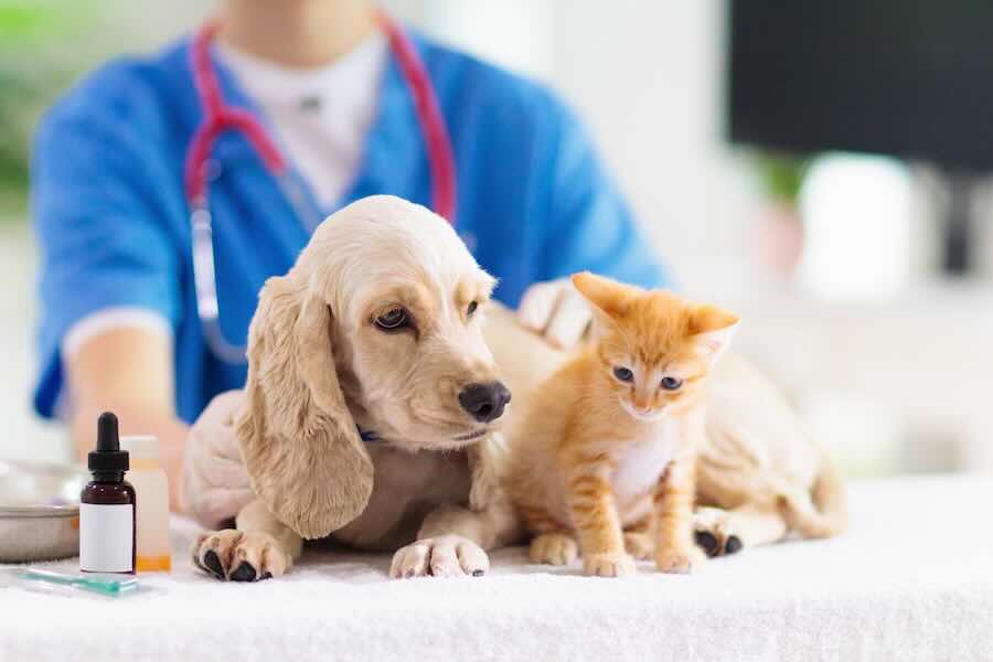 Veterinarian examining puppy and kitten on table.