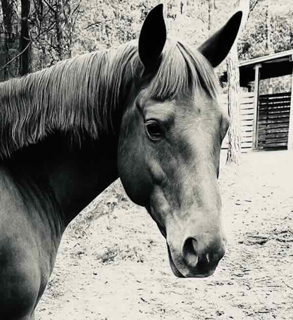 Black and white portrait of a horse.