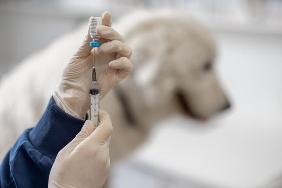 Vet preparing vaccine syringe for dog vaccination.