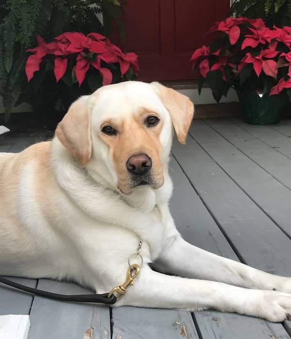 Labrador retriever lies on porch near red flowers.