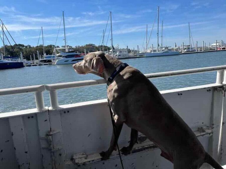 Dog on boat looking at harbor scene.