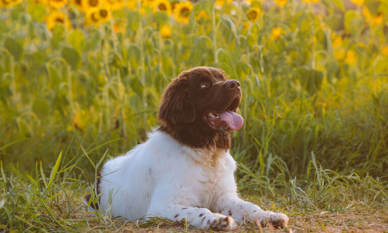 Brown and white dog in sunflower field.