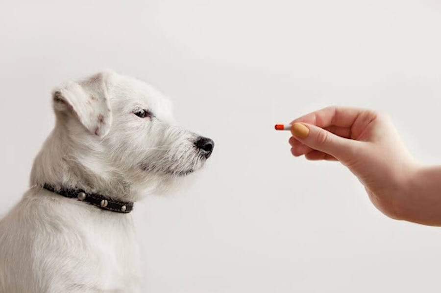 Dog looking at offered red pill.